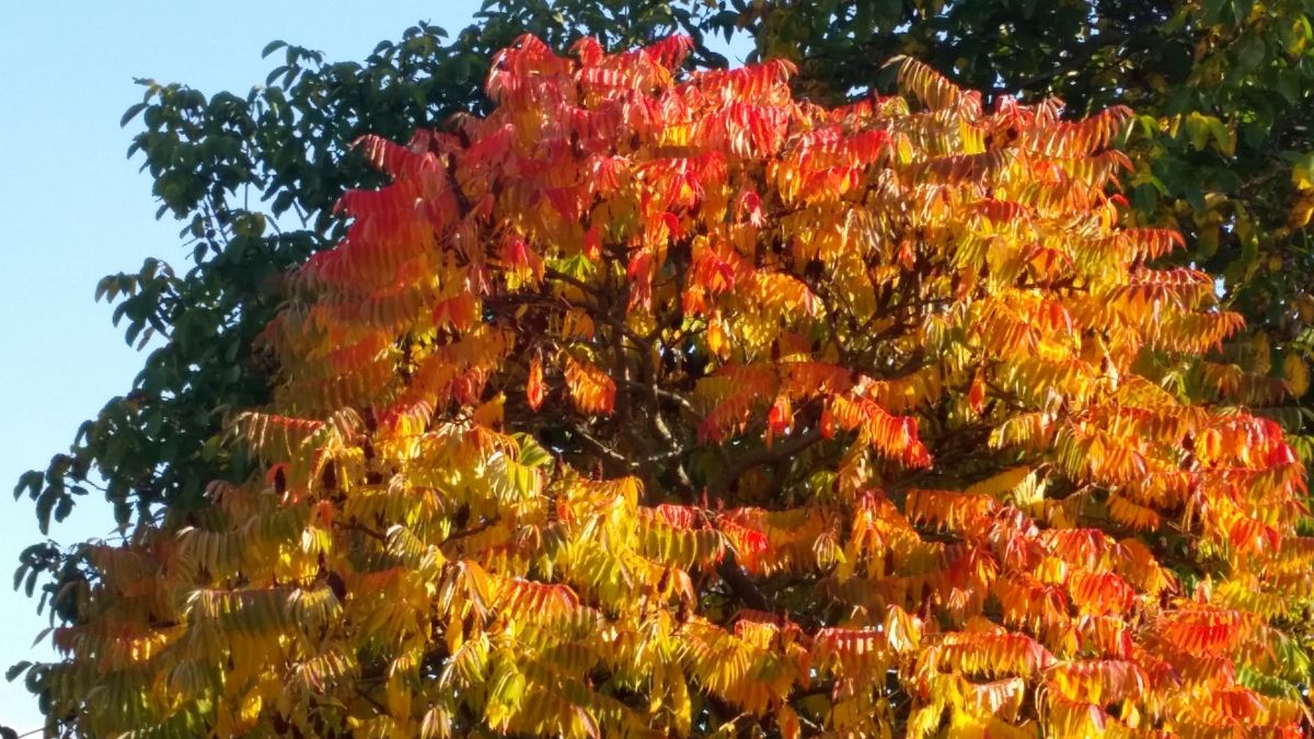 Der Herbst kann kommen Der Herbst kann kommen